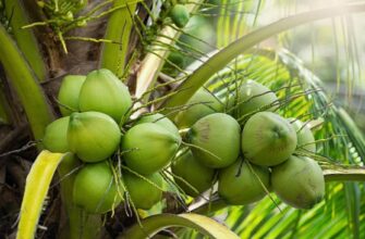 Распространение кокосовых пальм