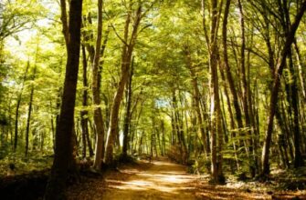 Самый лучше сохраненный лес в Европе